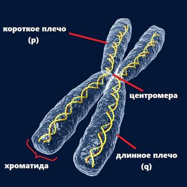 Хромосома количество, строение, функции, типы