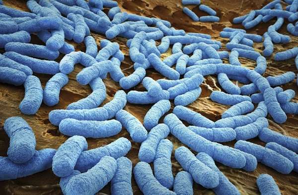 Кто обнаружил бактерии 31
