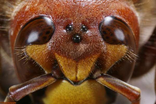 сколько глаз имеет пчела