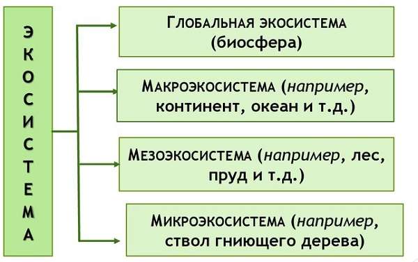 Экосистема определение, типы и виды, структура и состав