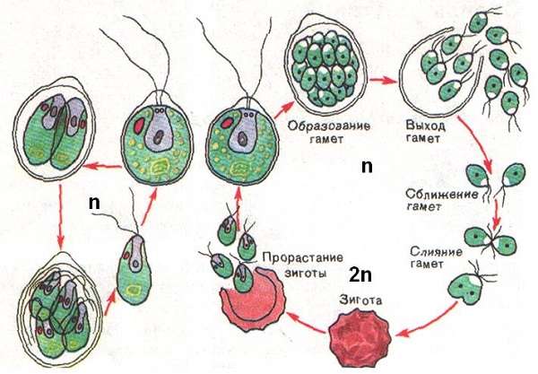 Развитие одноклеточных водорослей. Размножение хламидомонады схема 13. Цикл полового размножения хламидомонады. Этапы жизненного цикла хламидомонады. Жизненный цикл водорослей хламидомонада ЕГЭ.