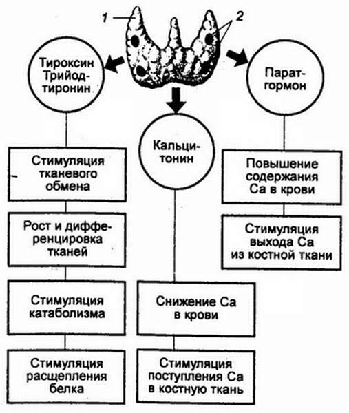 Щитовидная железа гормоны и функции, роль в организме