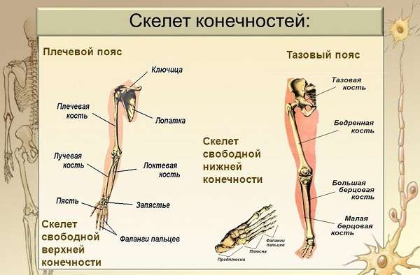 Скелет человека с названием костей