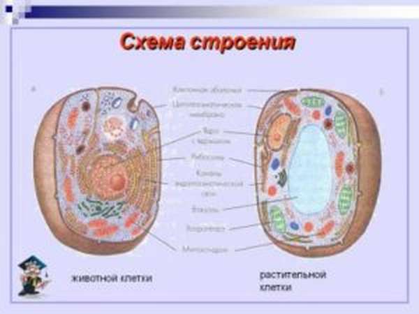сравнительная характеристика растительной и животной клетки