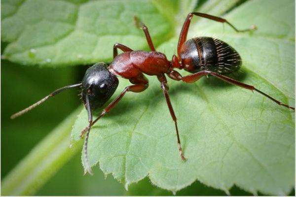 Виды муравьев и особенности жизни: как выглядят, фото, сколько живут ...
