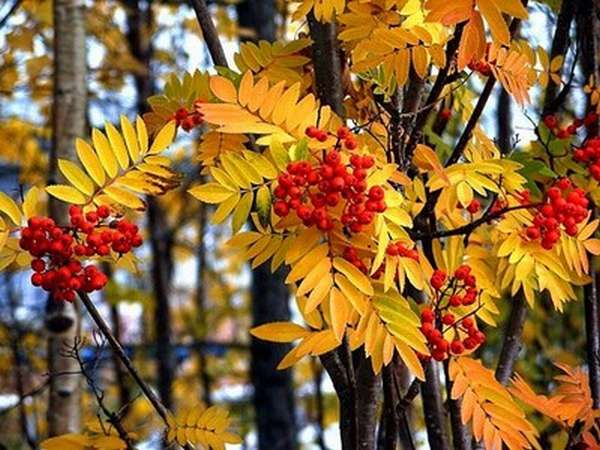 Описание Осеннего Пейзажа Природы Небольшое Сочинение