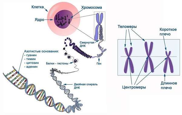 Хромосома количество, строение, функции, типы