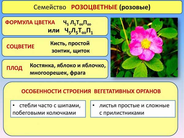 Реферат: Растения семейства розовых