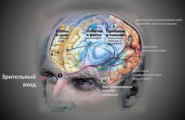 Тесты для мозга и памяти взрослого человека картинки