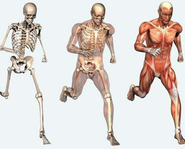 Скелет человека с названием костей