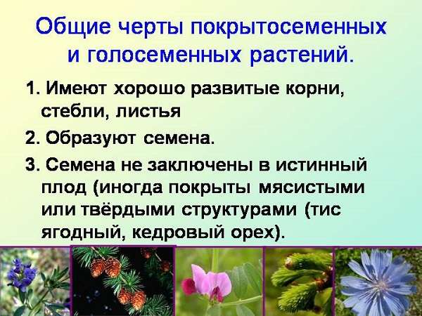 Общие черты растений 