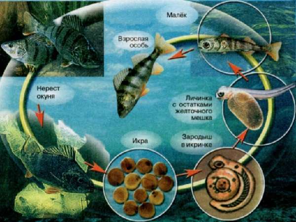 Рыбы классификация в биологии и особенности внутреннего и внешнего строения