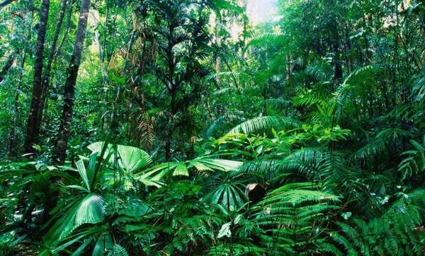 Растения тропики. Где растут тропические леса? Животный мир ...