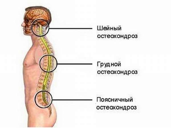 Как устроен человеческий спинной мозг: строение и функции, чем образовано серое вещество