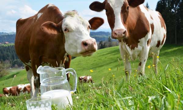 Почему у коровы нет молока: причины, пути решения