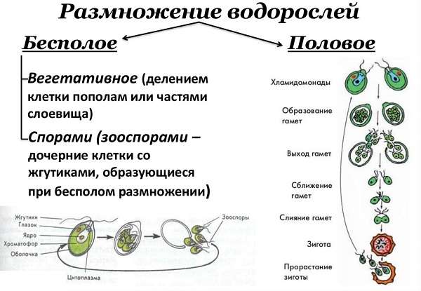 Водоросли виды и названия, значение