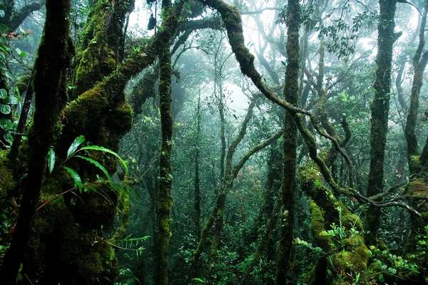 экваториальные леса