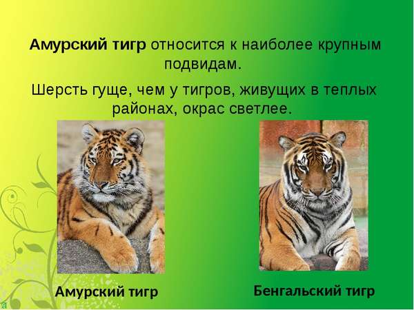 амурский тигр интересные факты