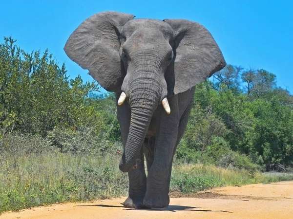 Краткая информация о слоне
