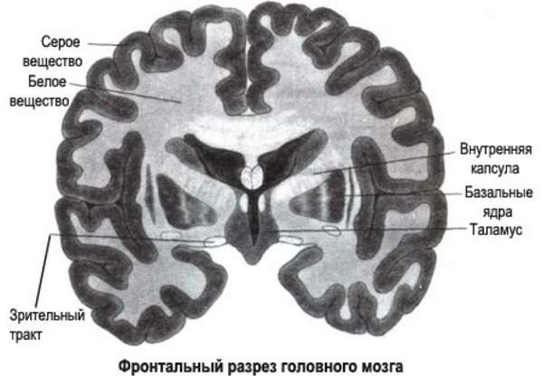 Головной мозг человека строение и функции