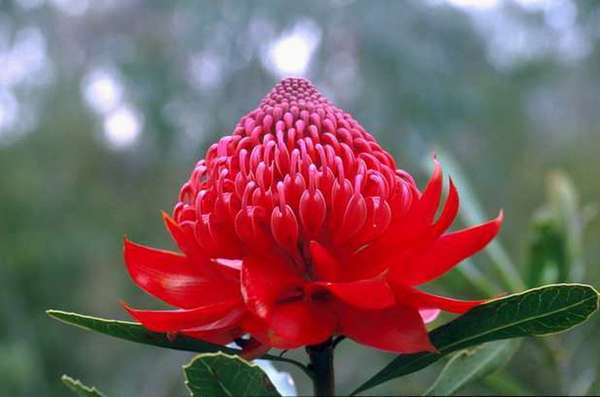 Роскошный австралийский цветок Телопея прекрасная. Обсуждение на . 