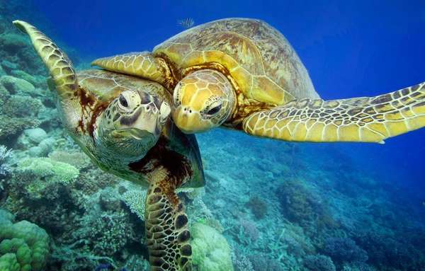 В Австралии редких черепах успешно спасают от вымирания (видео . 
