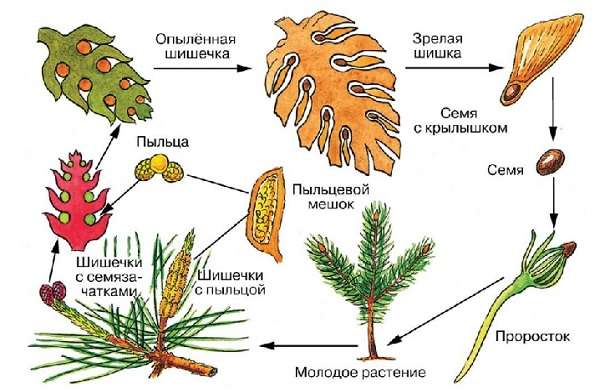 Высшие растения определение, характеристика и признаки