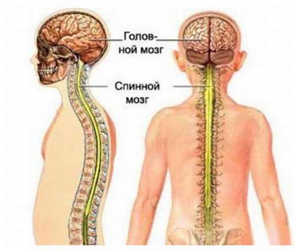 Спинной мозг человека строение и функции