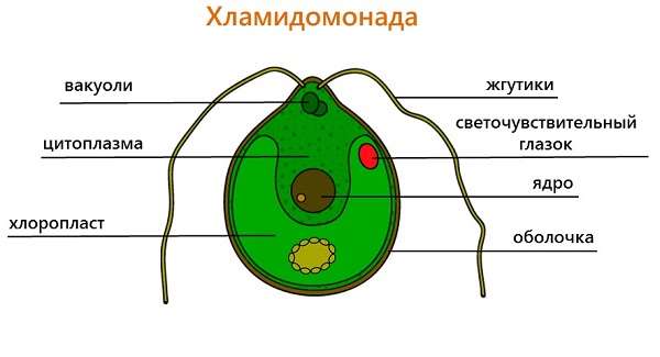 Водоросли виды и названия, значение