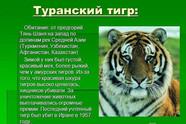 уссурийский тигр 4 буквы сканворд