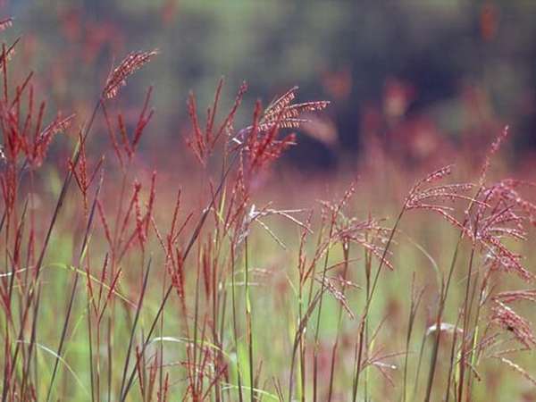 Злаки и травы — GreenSib