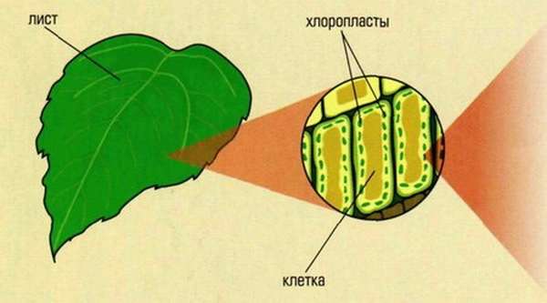 В клетках листья клена днем происходит. Лист хлоропласт хлорофилл. Строение листа хлоропласты. Клетки основной ткани мякоти листа схема. Строение хлоропласта клетки листа.