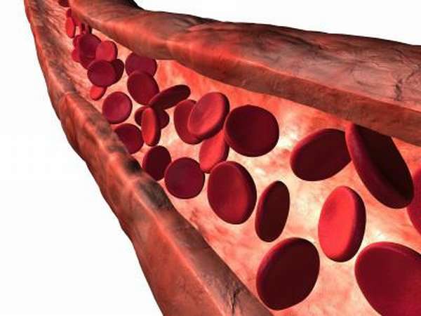 Большой и малый цикл: сколько кругов кровообращения у человека