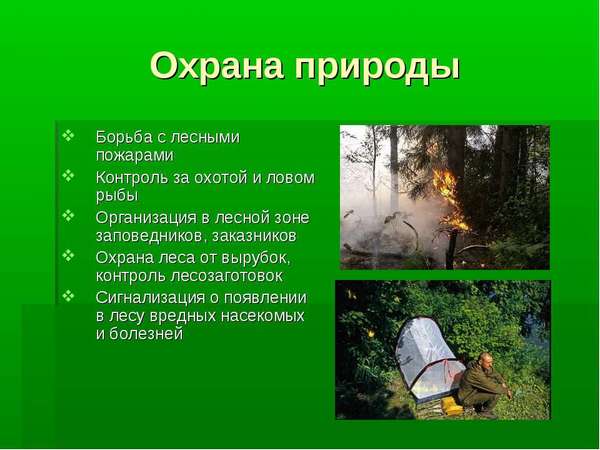 Проект о подробнее о лесных опасностях по окружающему миру