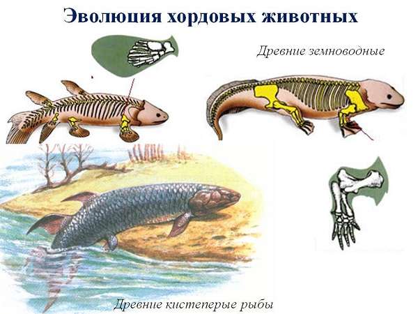 Первыми истинно наземными хордовыми животными являются. Эволюция кистепёрых рыб. Эволюция хордовых. Возникновение хордовых животных. Эволюция позвоночных животных.