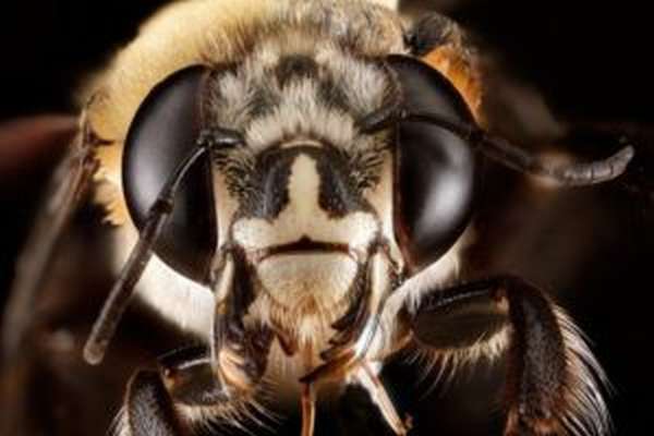 сколько у пчелы глаз фото