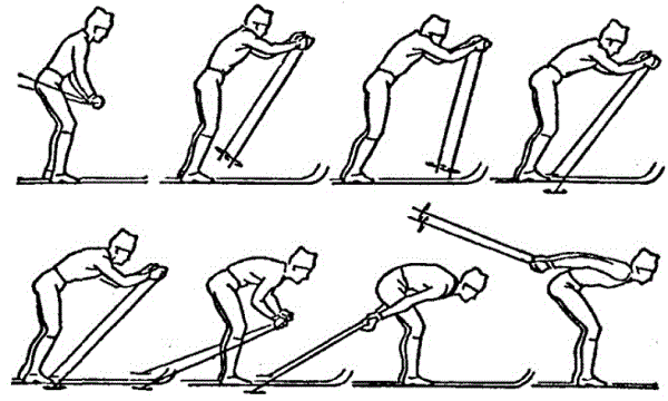 Техника лыжных ходов классификация видов