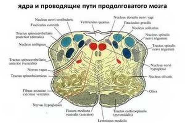 Ядра продолговатого мозга