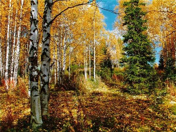 переменно влажные леса климат