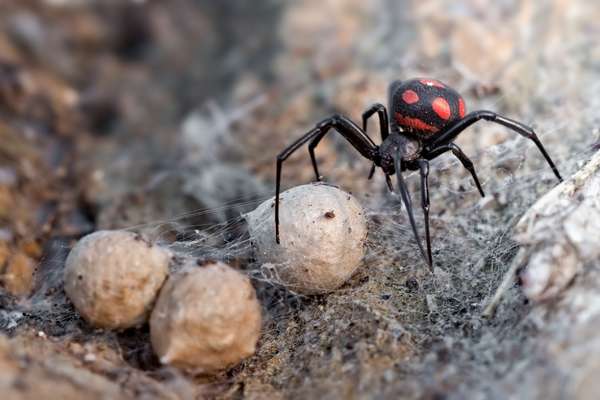 Самые ядовитые пауки в мире - ZooPicture.ru